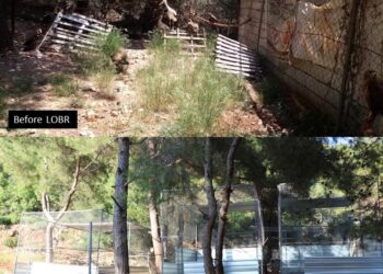 Action for change: one bird at a time via collaboration between IFAW and LAMB