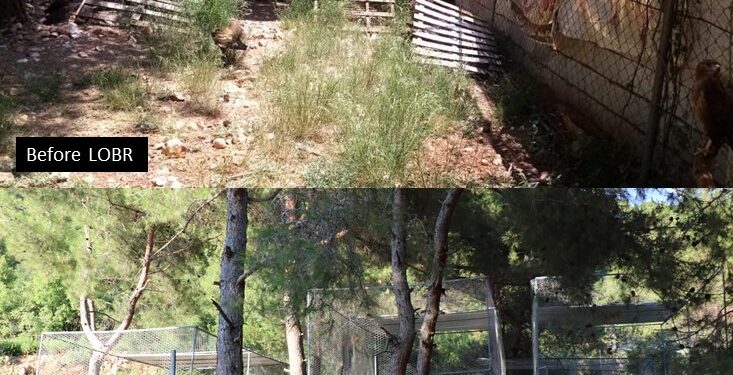 Action for change: one bird at a time via collaboration between IFAW and LAMB