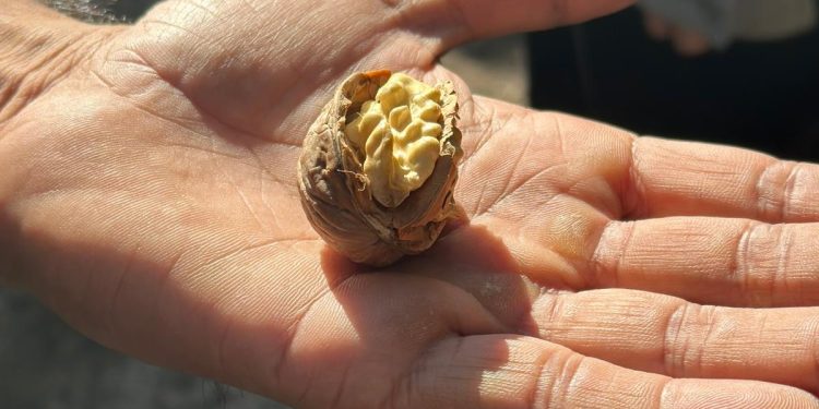 California Walnut Crop Mid-Harvest Update